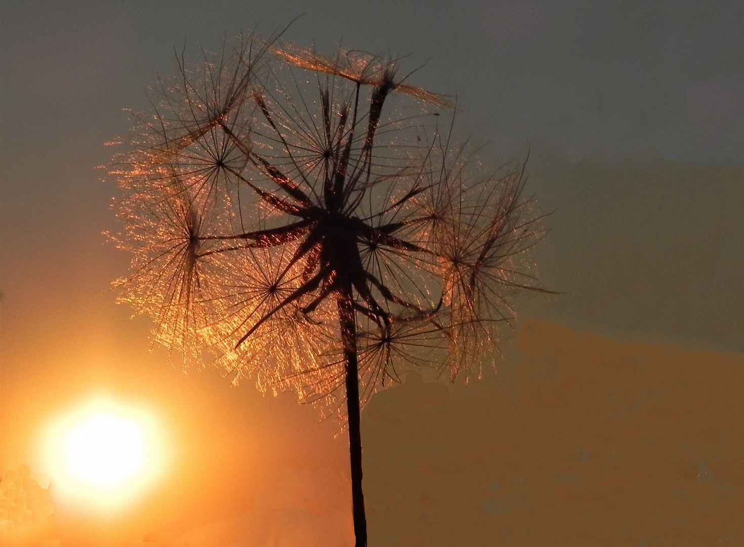 Wiesenbocksbart