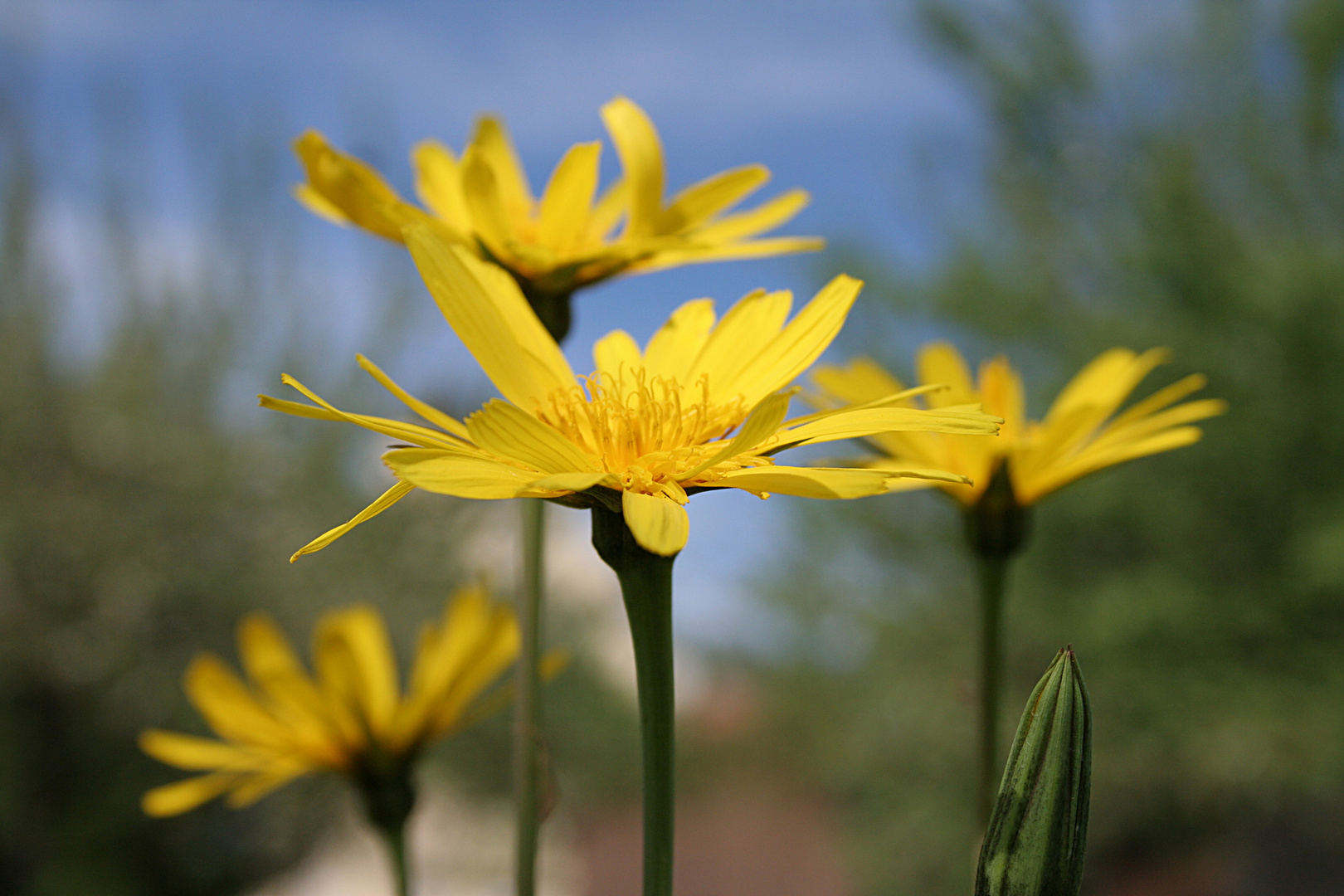 Wiesenbocksbart