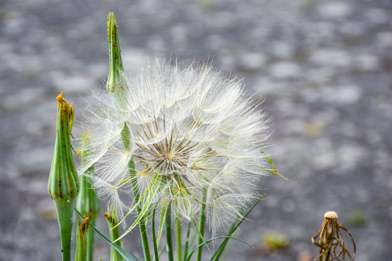 Wiesenbocksbart