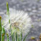 Wiesenbocksbart