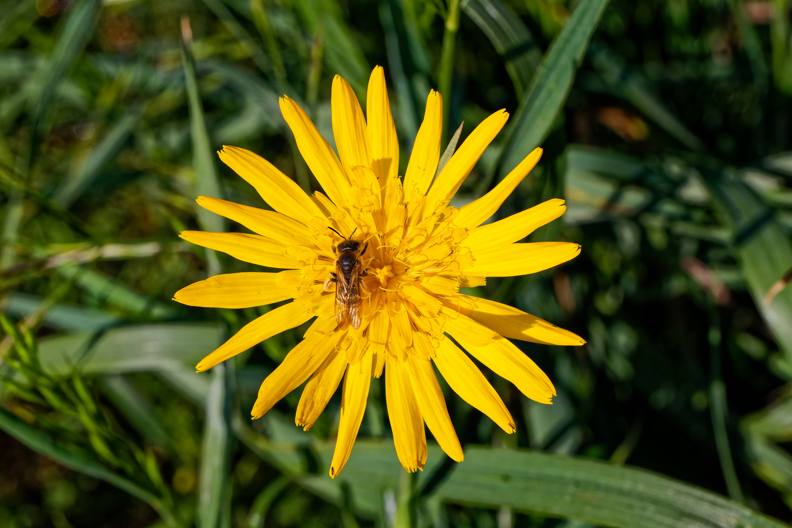 Wiesenbocksbart