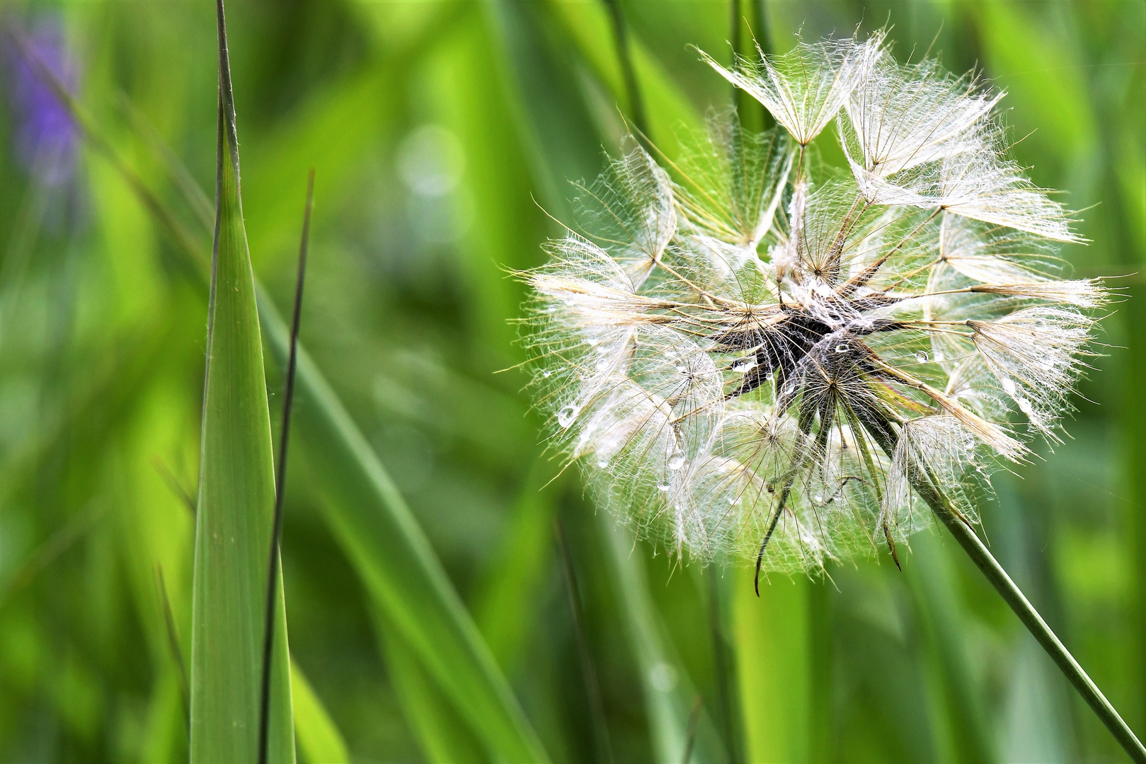 Wiesenbocksbart