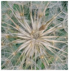 Wiesenbocksbart Detail