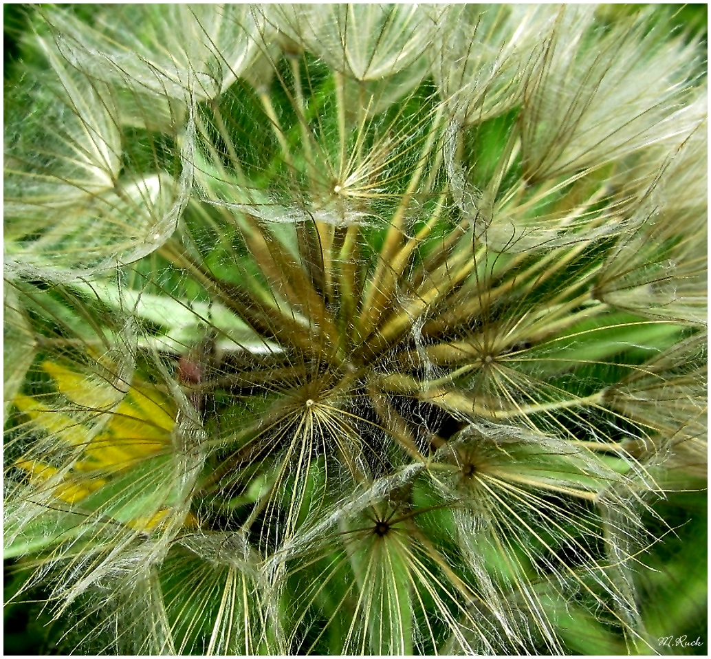 Wiesenbocksbart etwas näher gesehen ,