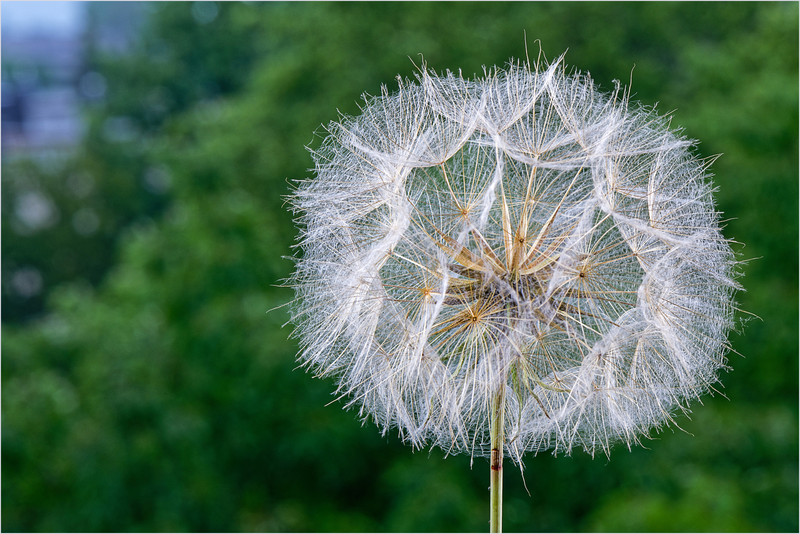 Wiesenbocksbart