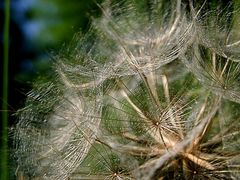 Wiesenbocksbart