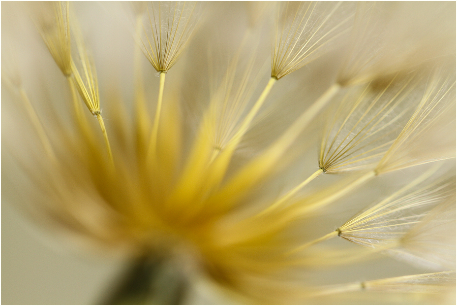 WIESENBOCKSBART III