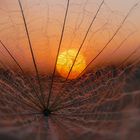 Wiesenbocksbart im Abendlicht