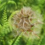 Wiesenbocksbart im Farn