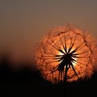 Wiesenbocksbart im Licht der Abendsonne