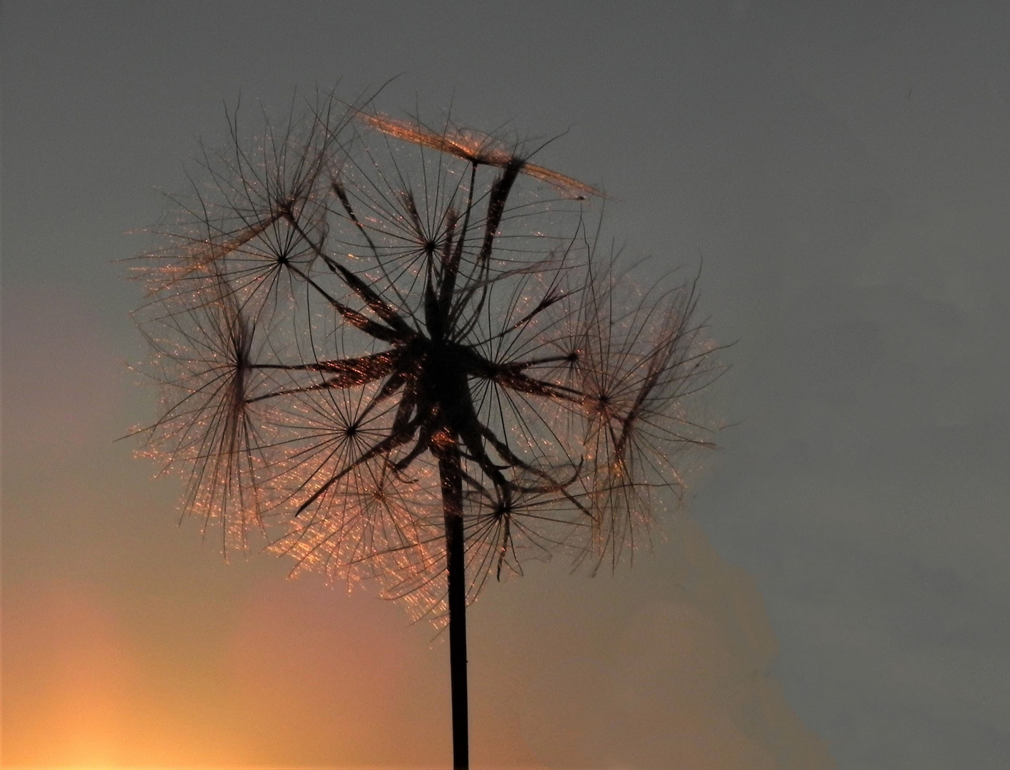 Wiesenbocksbart im Licht der Abendsonne (2)