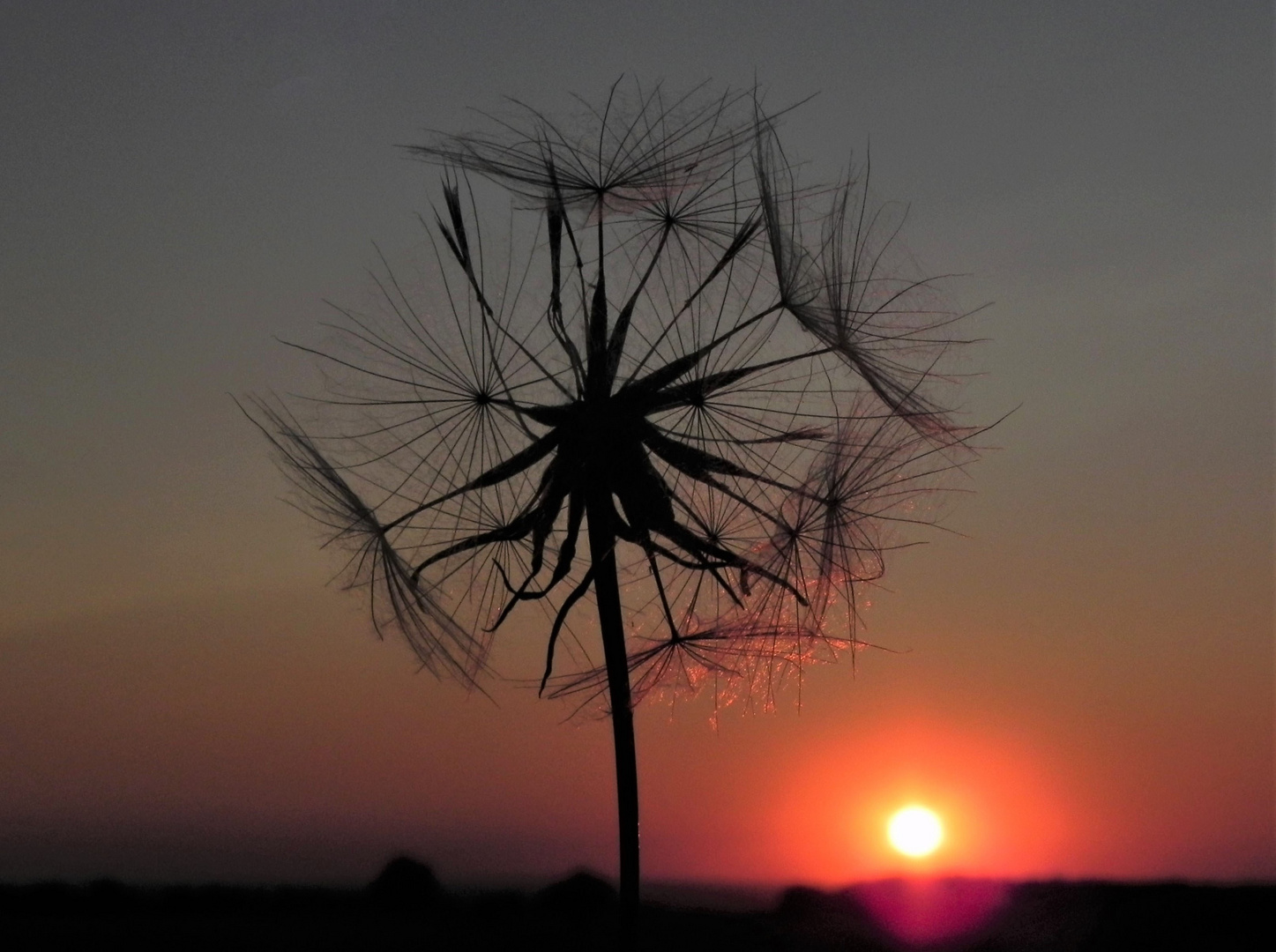 Wiesenbocksbart im Licht der Abendsonne