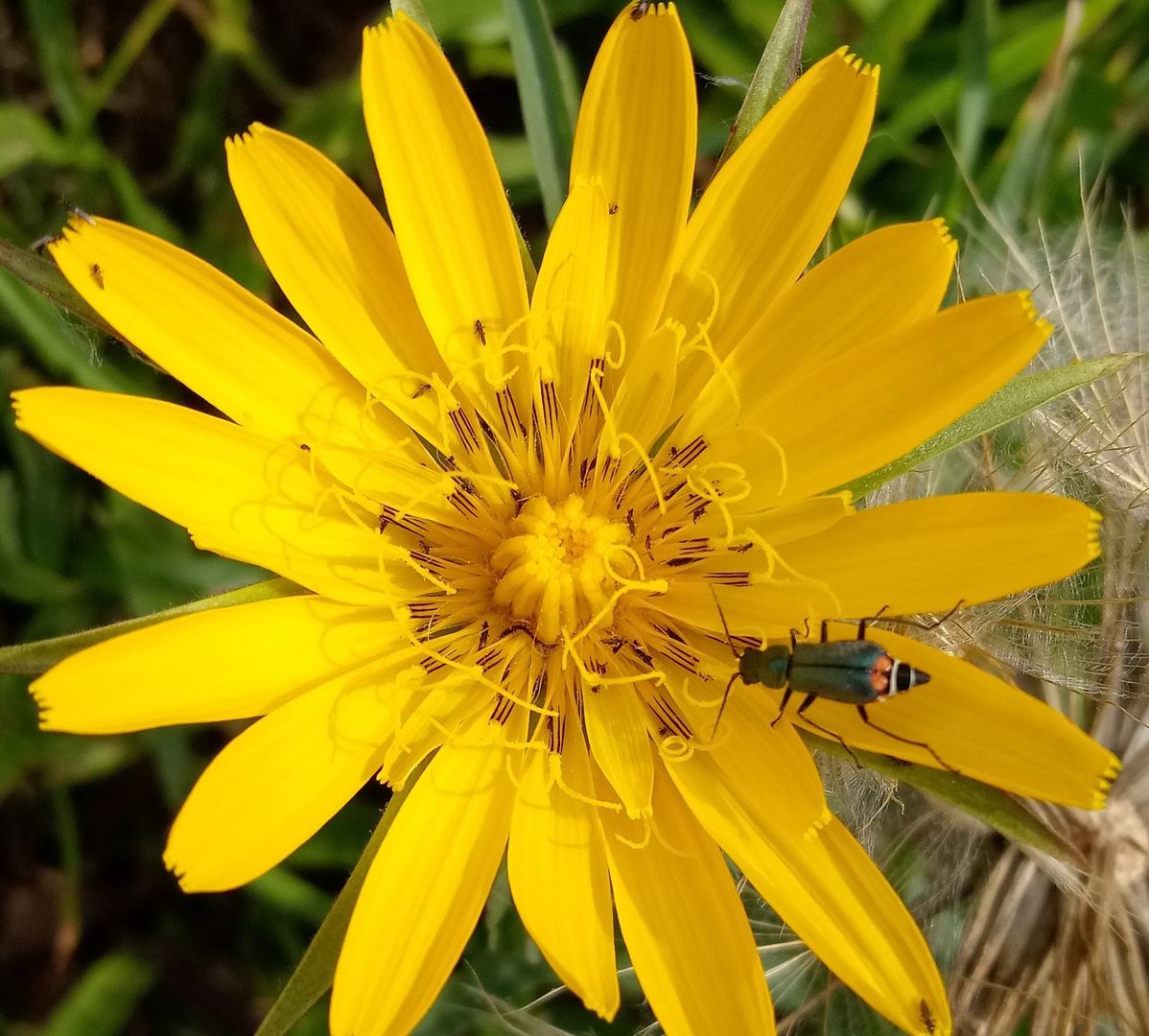 Wiesenbocksbart mit Besuch