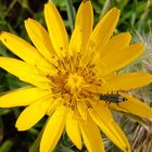 Wiesenbocksbart mit Besuch