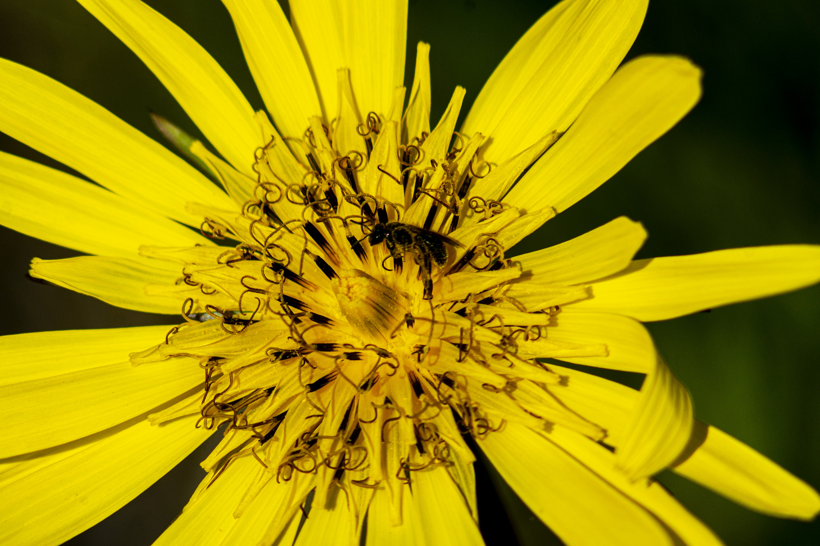 Wiesenbocksbart mit Besucherin