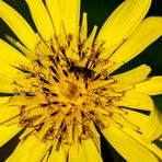 Wiesenbocksbart mit Besucherin