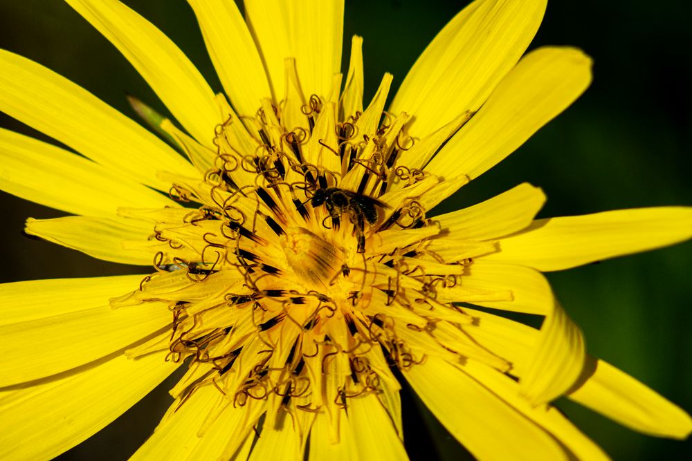 Wiesenbocksbart mit Besucherin