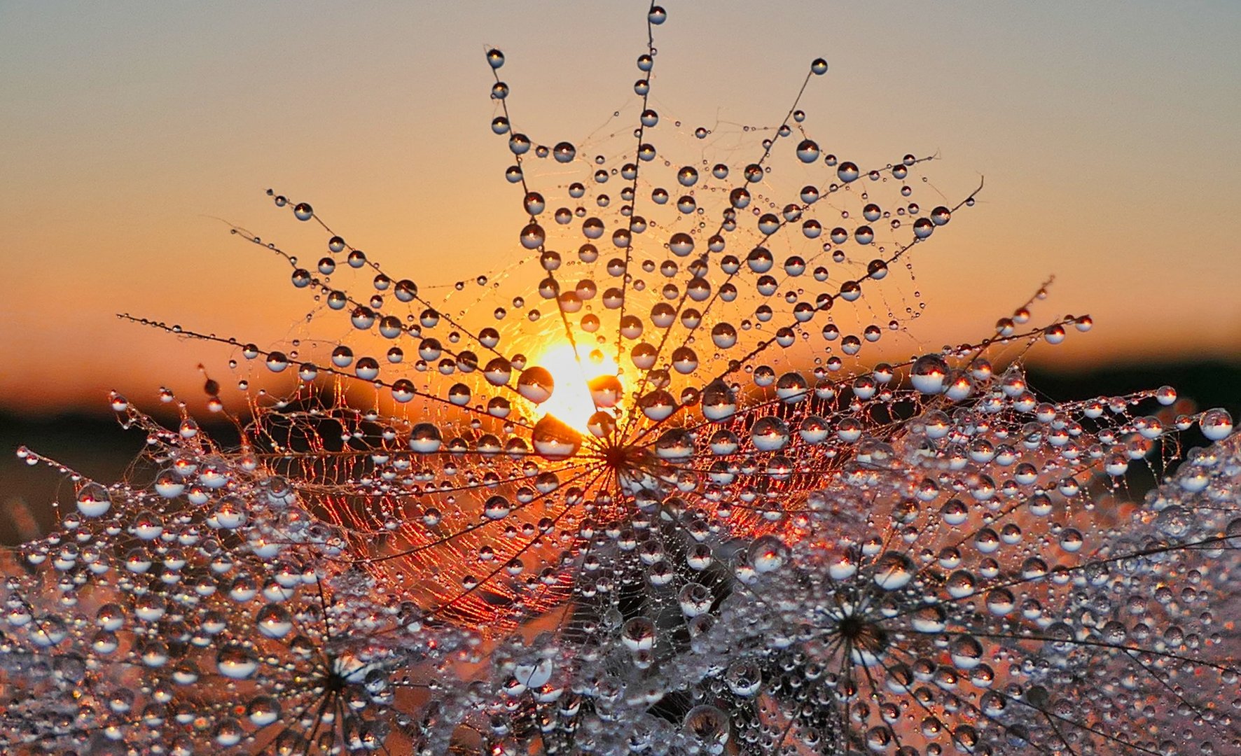 Wiesenbocksbart mit Wassertropfen im Abendlicht