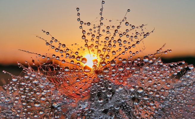 Wiesenbocksbart mit Wassertropfen im Abendlicht