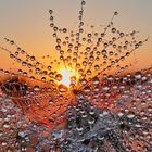 Wiesenbocksbart mit Wassertropfen im Abendlicht