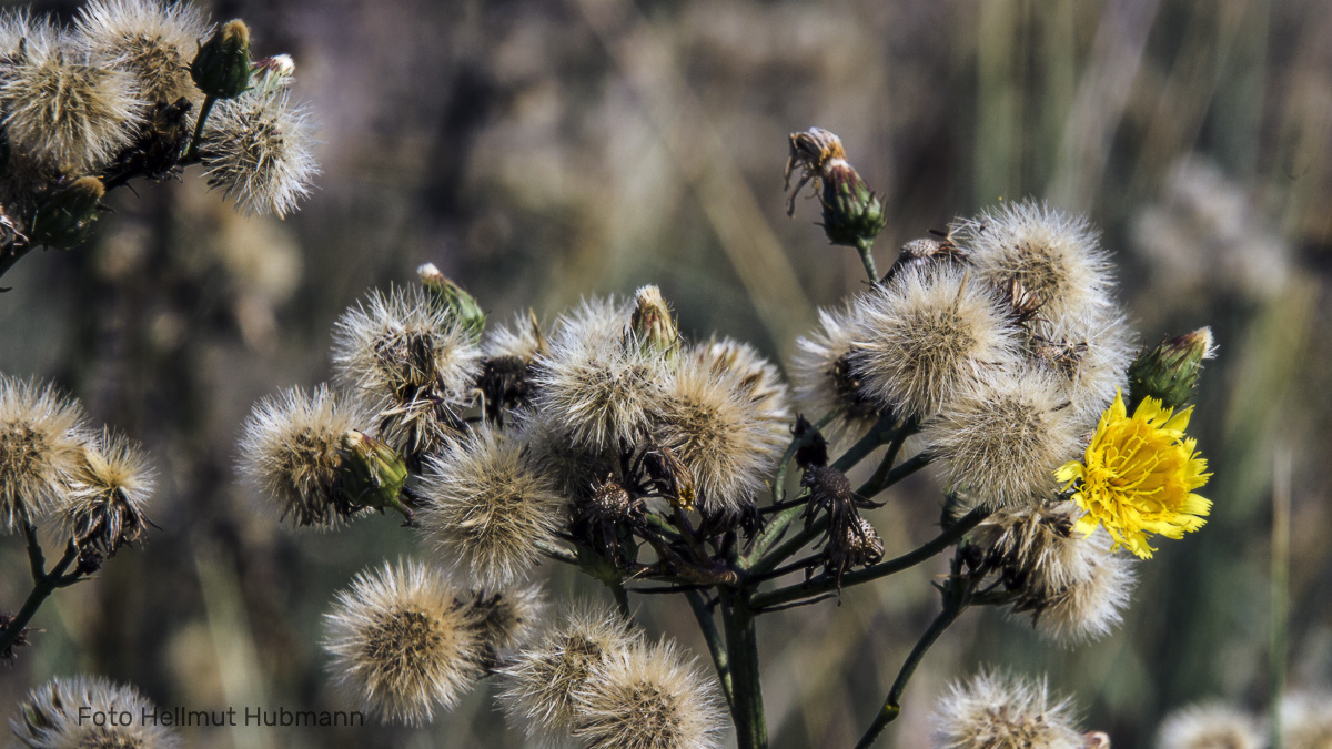 WIESENBOCKSBART oder HABICHTSKRAUT oder GÄNSEDISTEL