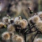 WIESENBOCKSBART oder HABICHTSKRAUT oder GÄNSEDISTEL