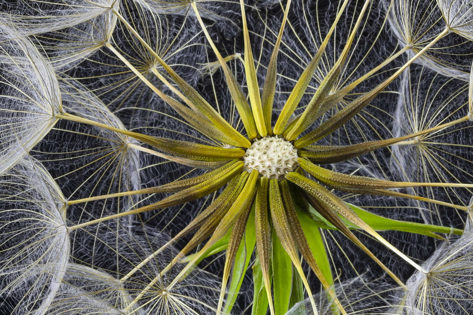 Wiesenbocksbart (Pusteblume)