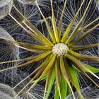 Wiesenbocksbart (Pusteblume)