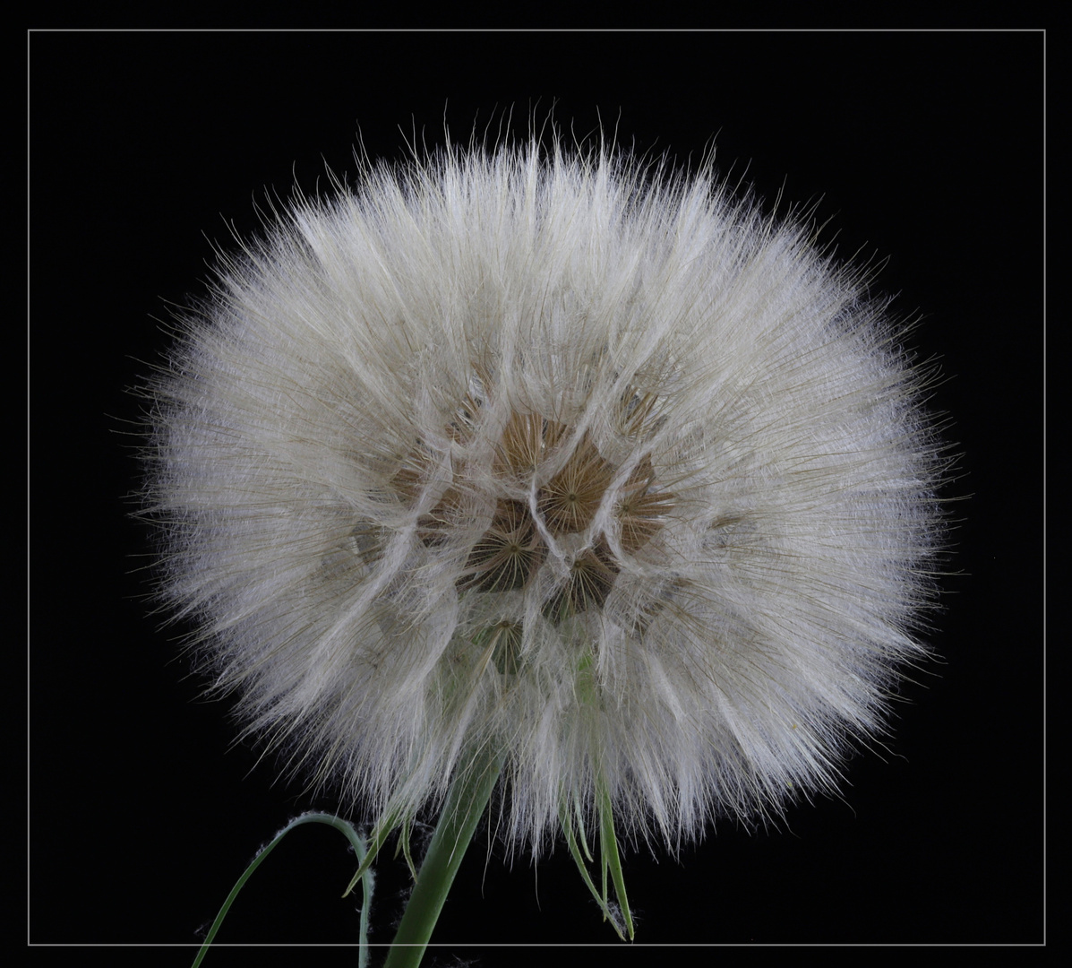 Wiesenbocksbart (Riesen Pusteblume)