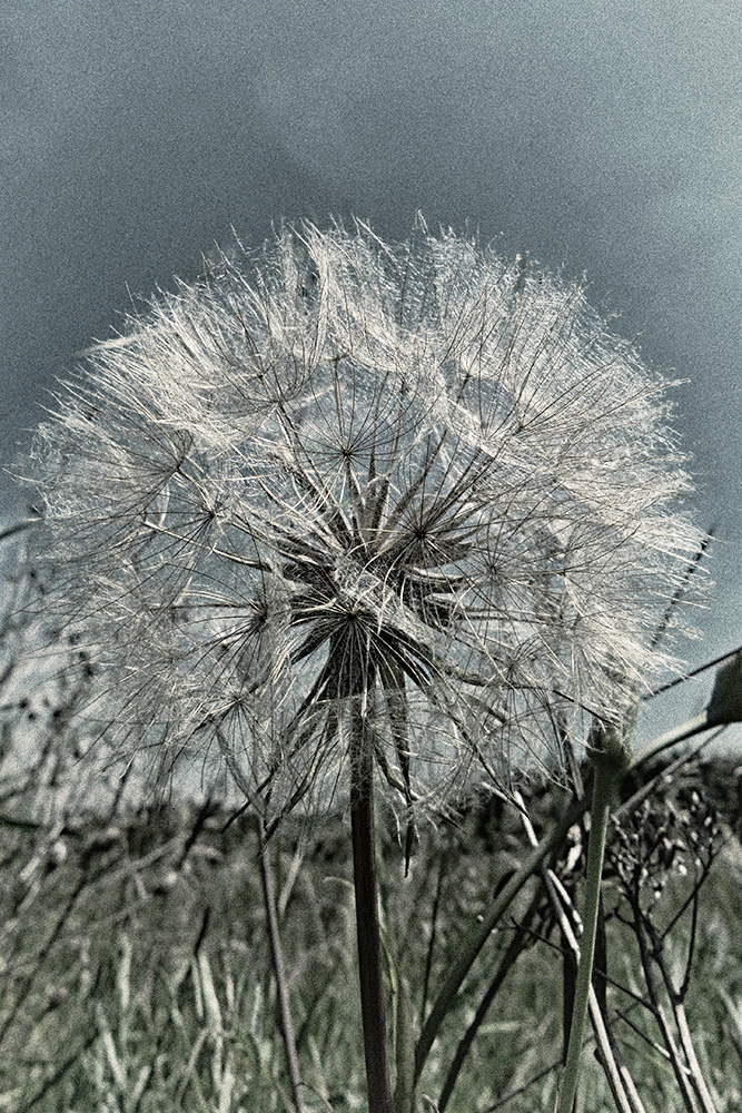 Wiesenbocksbart (Samenstand)