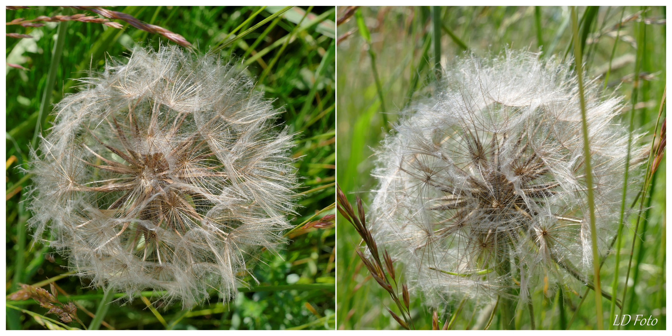 Wiesenbocksbart Samenstand