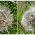 Wiesenbocksbart Samenstand