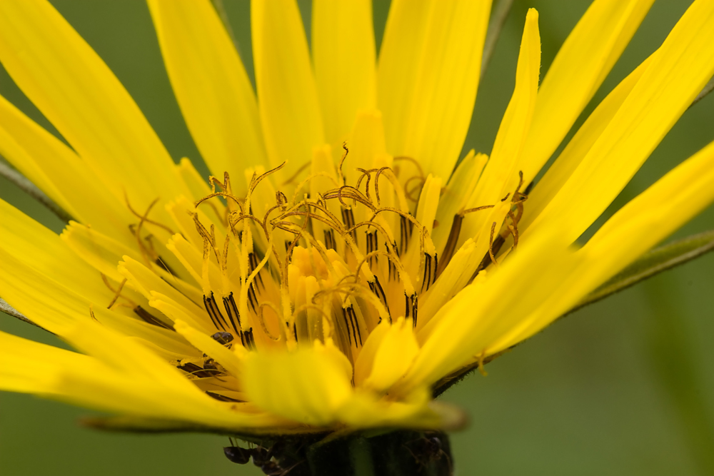 Wiesenbocksbart - Tragopogon pratensis