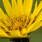 Wiesenbocksbart - Tragopogon pratensis