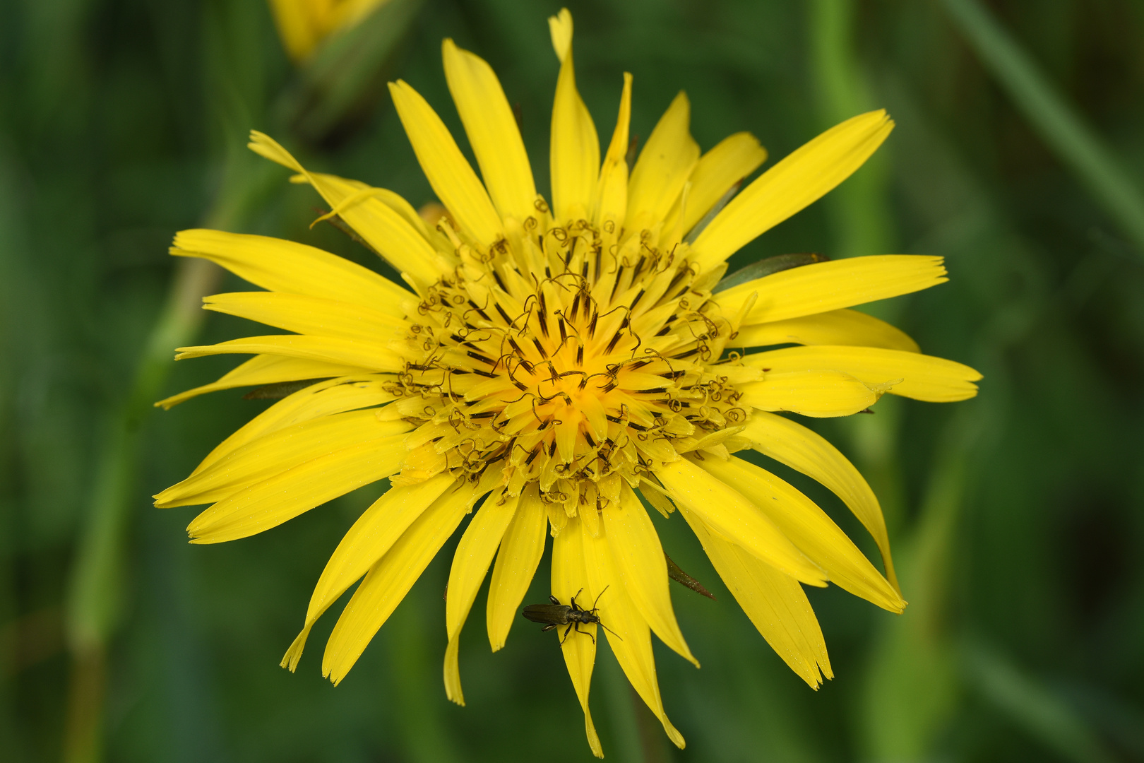 Wiesenbocksbart (Tragopogon pratensis)