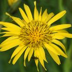 Wiesenbocksbart (Tragopogon pratensis)