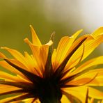 Wiesenbocksbart, Tragopogon pratensis