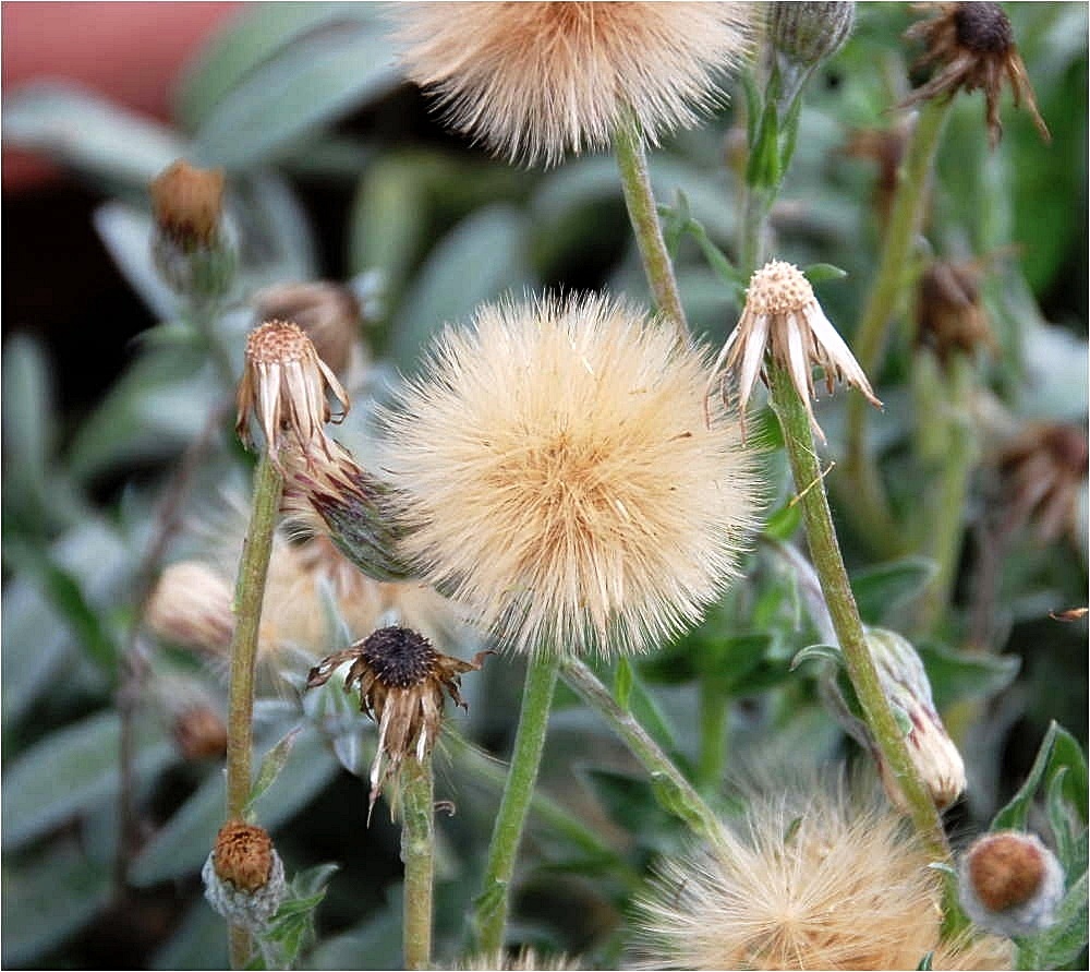 Wiesenbocksbart  (vermutlich)