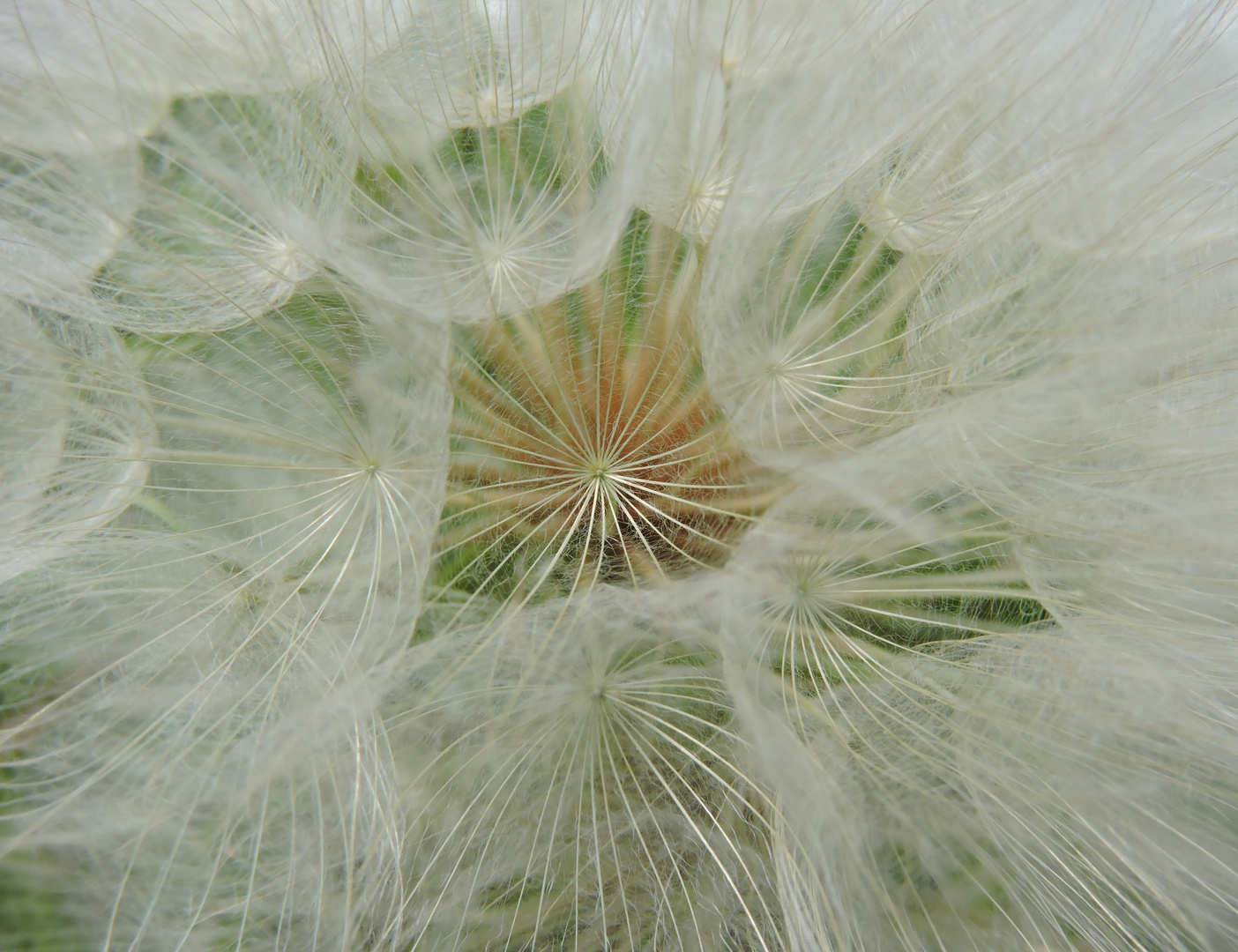 Wiesenbocksbartblüte