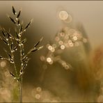 Wiesenbrillies