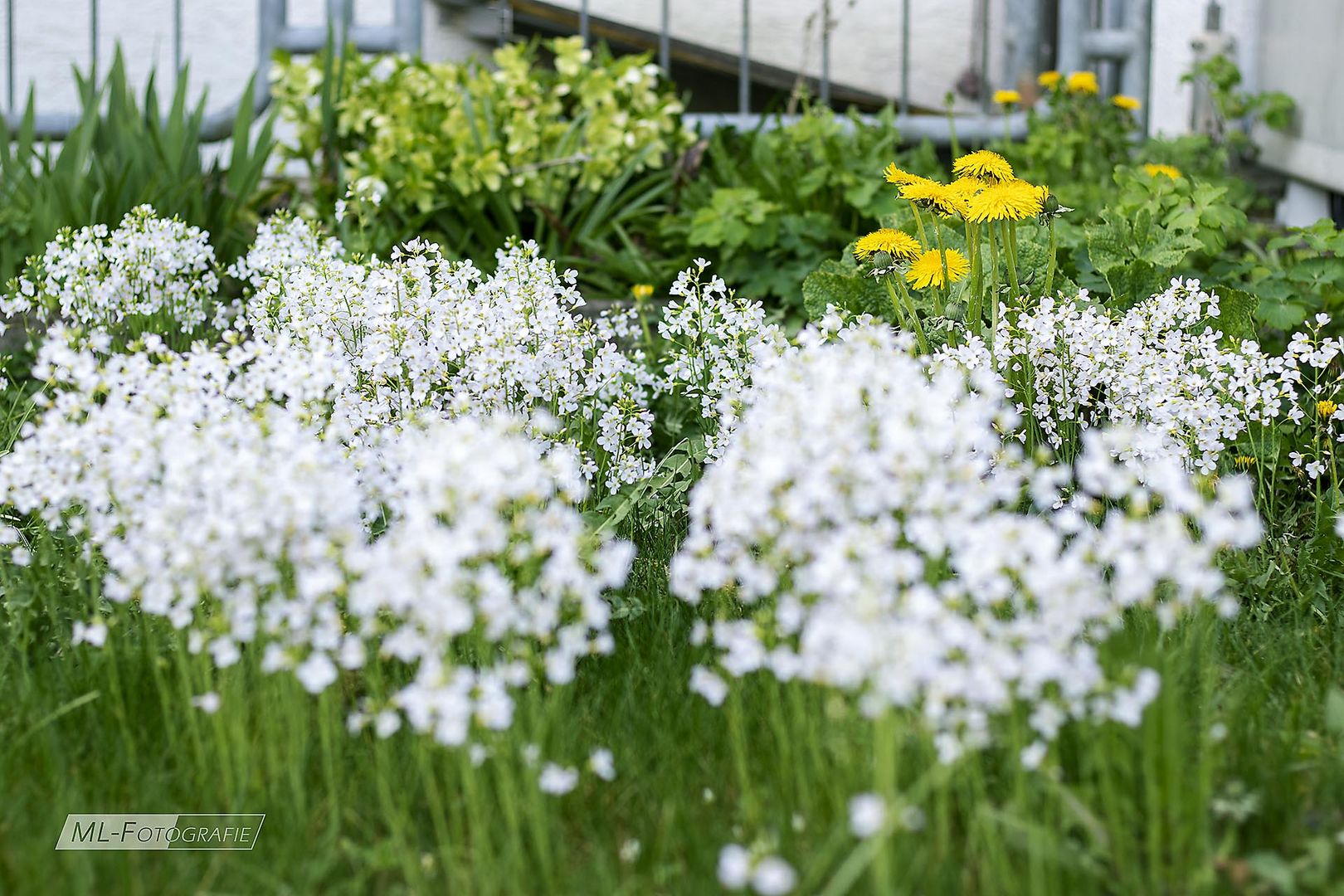 Wiesenbumengarten 1 (HP)