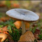 Wiesenchampignon