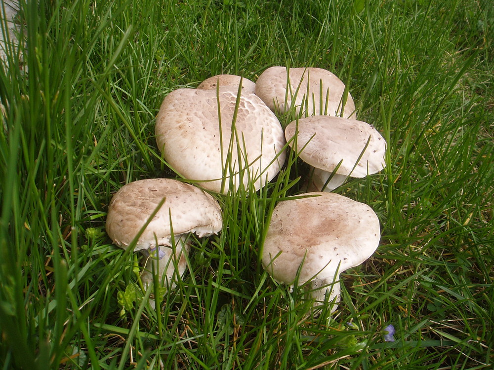 Wiesenchampignon Foto & Bild | pflanzen, pilze & flechten, pilze & flechten, natur Bilder auf ...