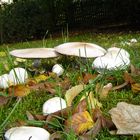 Wiesenchampignons?