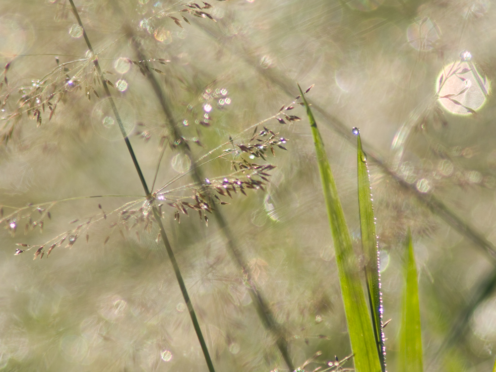 Wiesendetail