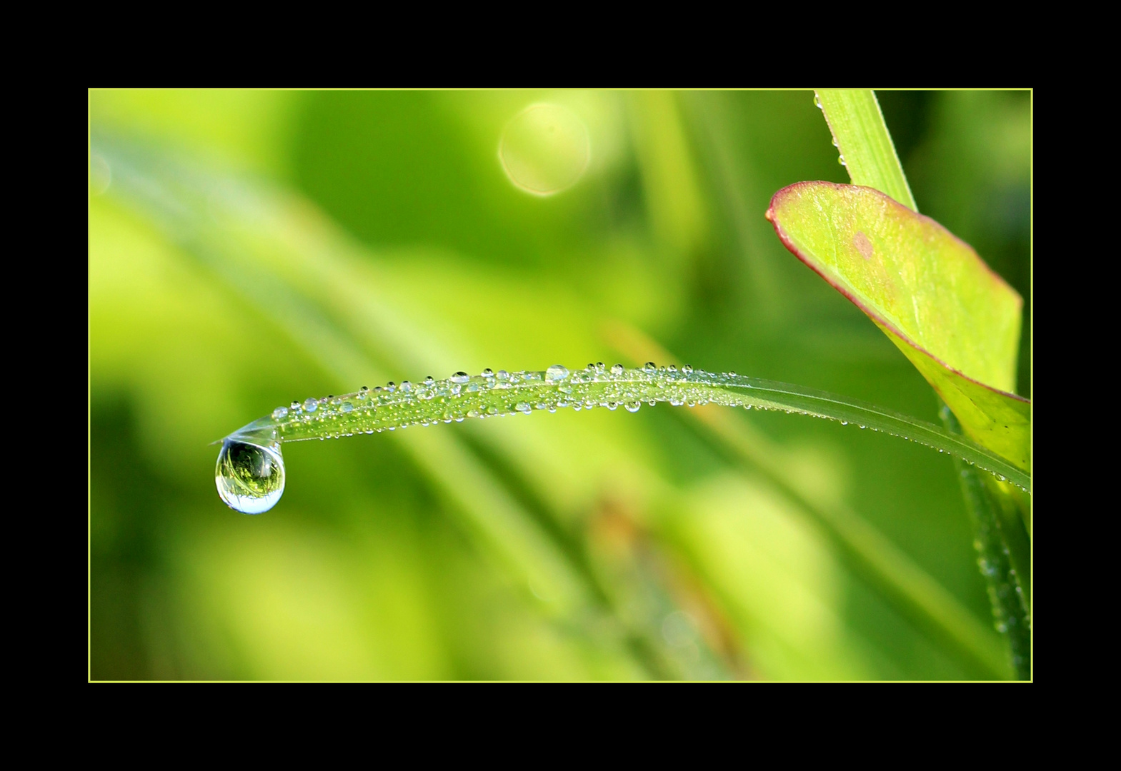 Wiesendiamant.