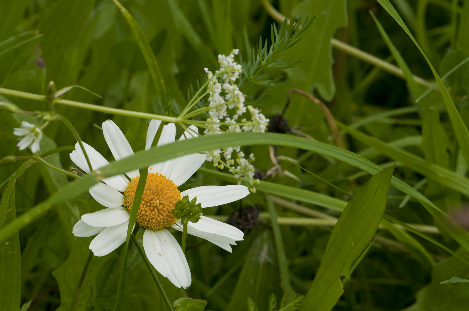 Wiesendurcheinander