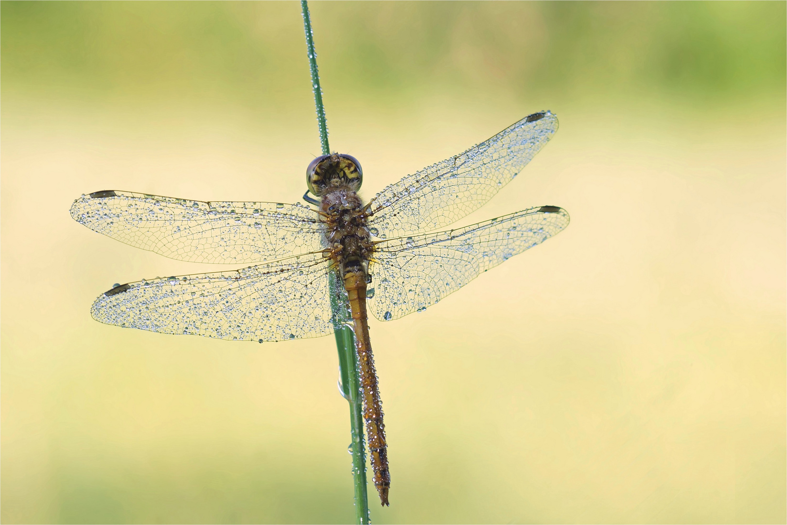 Wiesenedelstein