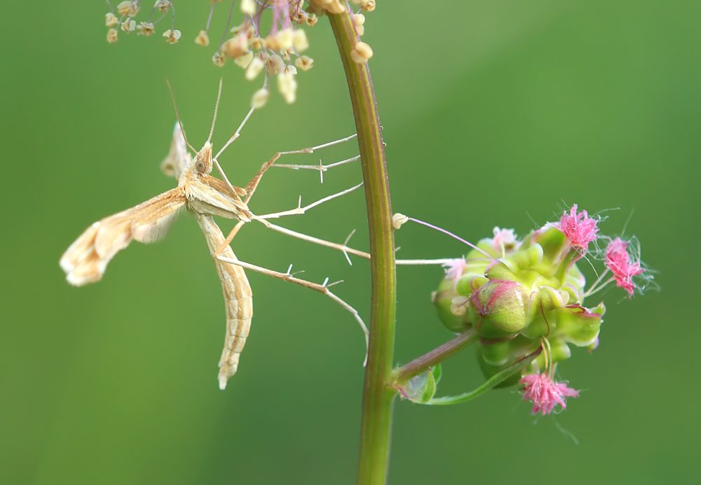 Wiesenelfe