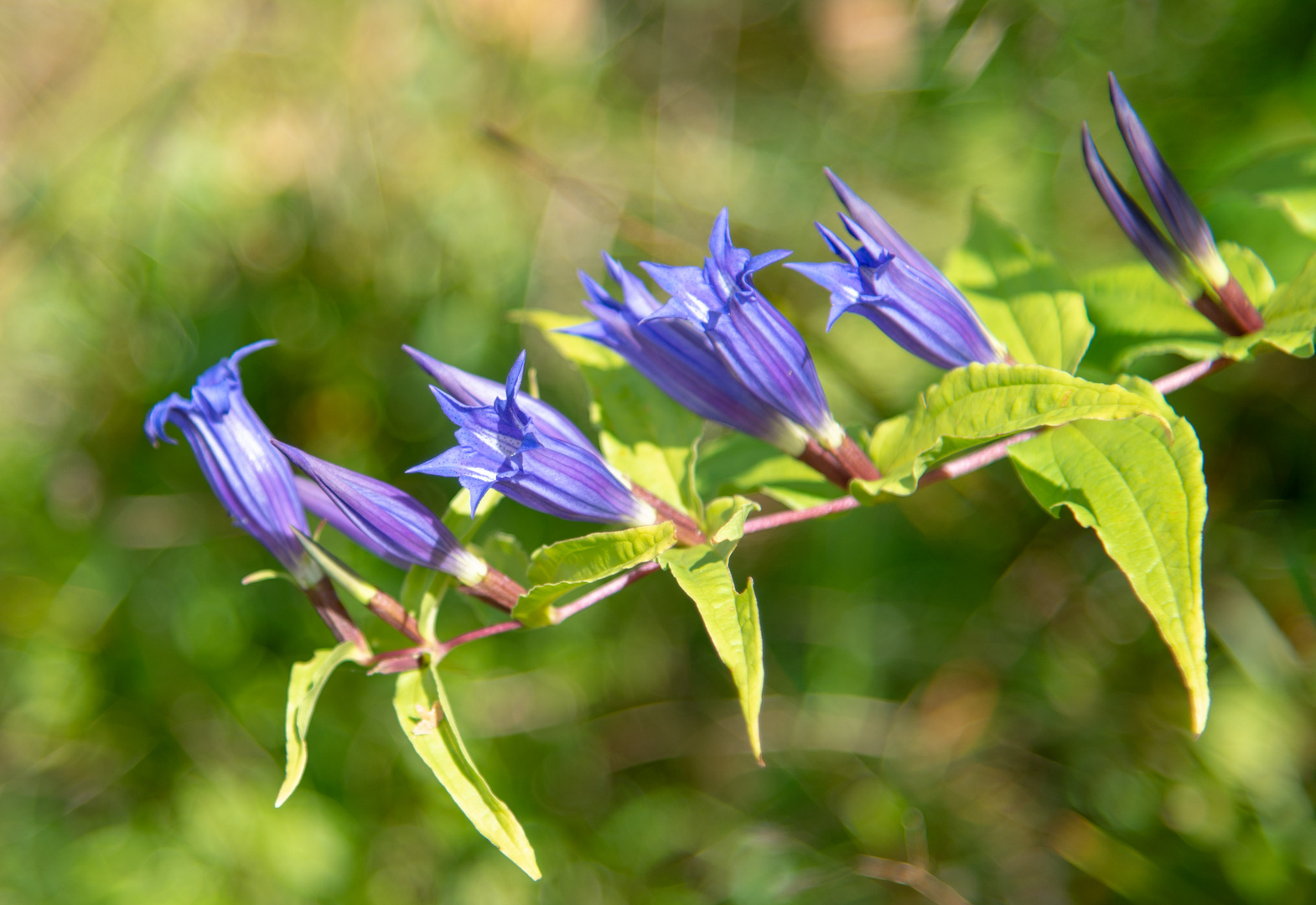 Wiesenenzian